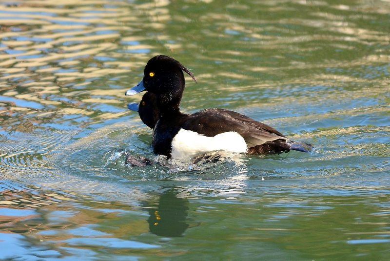 Morette che sentono la Primavera